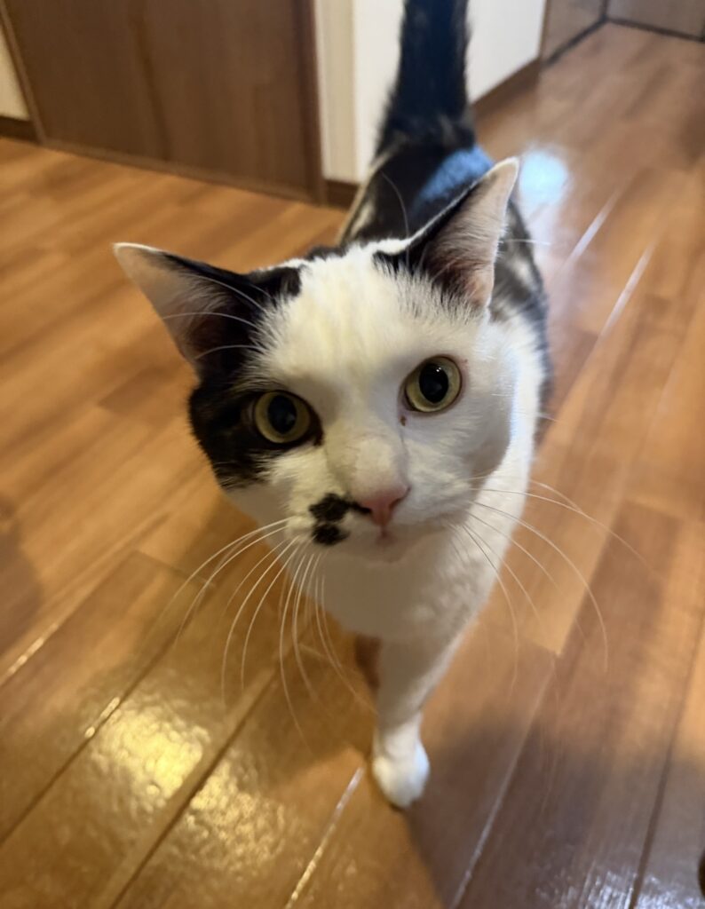 ペットシッター　箕面市　猫のユキくん