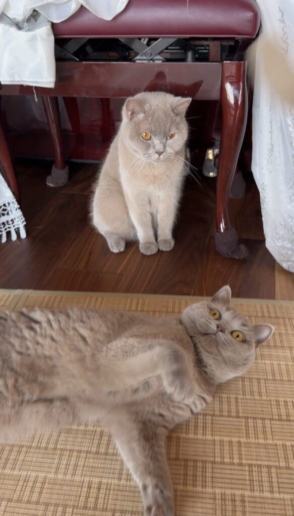 ペットシッター　箕面市　ブリティッシュショートヘアのラテちゃんとヴィンくん