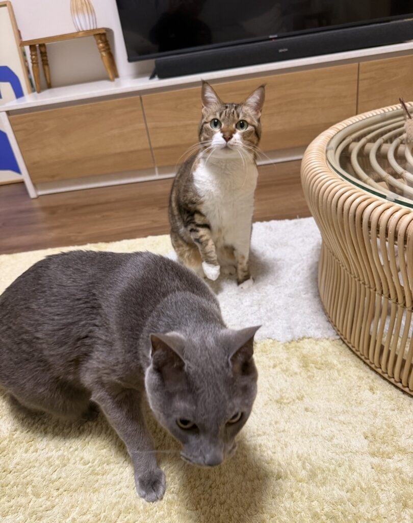 ペットシッター　箕面市　猫のするめちゃんとひらめくん