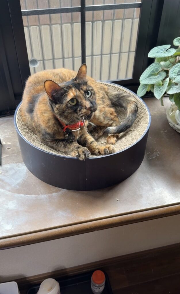 ペットシッター　箕面市　猫のこはるちゃん