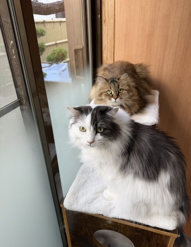 ペットシッター　池田市　ノルウェージャンフォレストキャットのたんぐにくんとペルシャMIXのるみちゃん