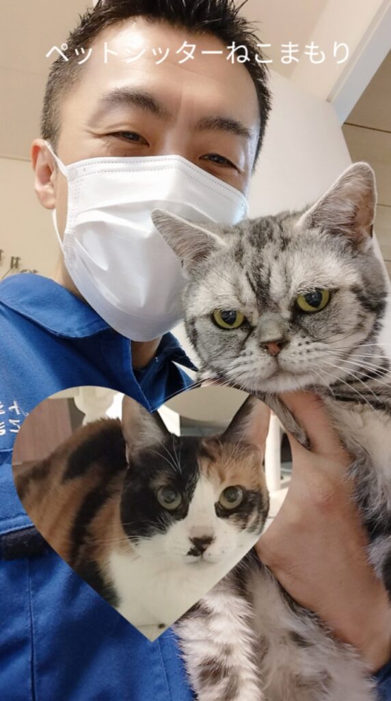 中野区 お得意様 アメショーエキゾチックMixくん＆三毛ちゃん お世話レポート🐈