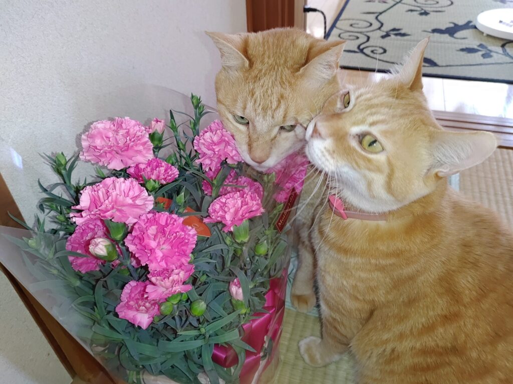 ペットシッター寅次郎の由来