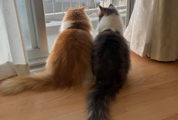 ペットシッターTANTANについて