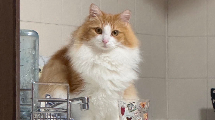 ペットシッターTANTAN