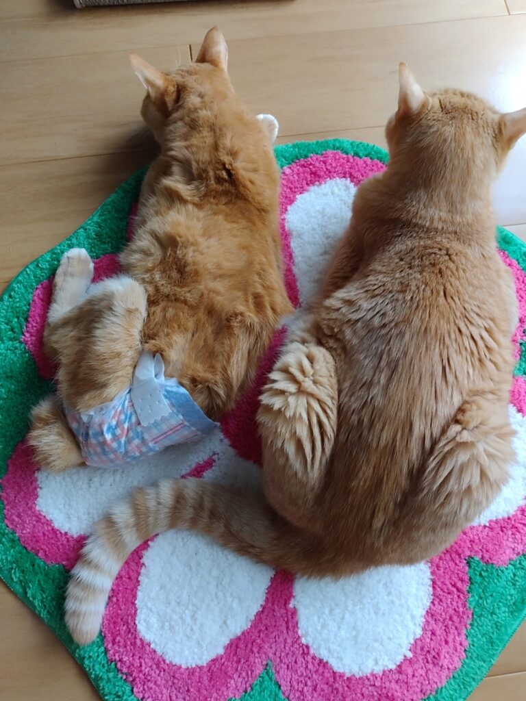 5月25日 今日は寅次郎🐯の命日です