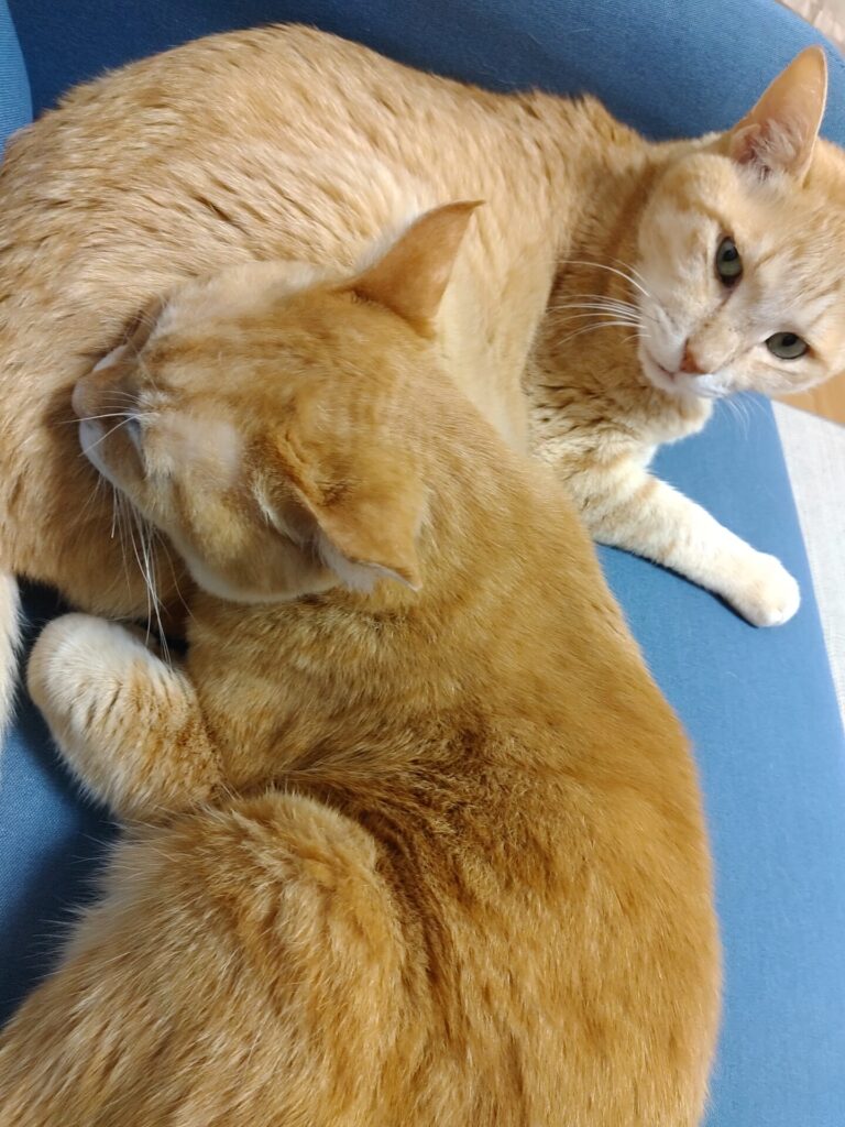5月25日今日は寅次郎🐯の命日です