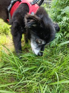 視力を失っても元気に歩く|シニア犬のお散歩サポート(横浜市栄区)