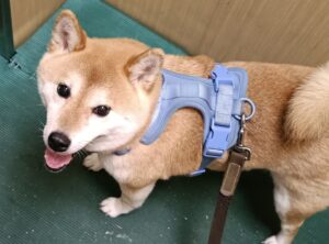 横須賀市の柴犬ちゃん10歳のお散歩