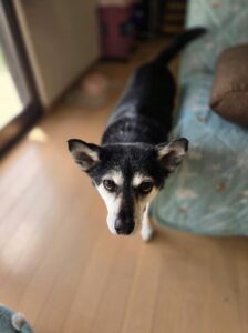 国富町おはぎちゃん達のお世話レポート🐶