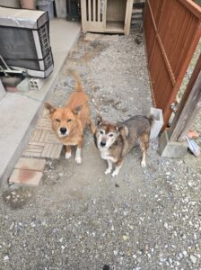 綾町小夏ちゃん&小春ちゃんのお世話レポート🐶