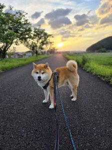 綾町だいすけくんのお世話レポート🐕️