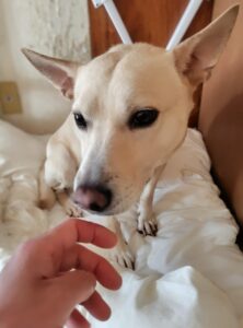 「尼崎市」ルキアちゃん( ･`ω･´)