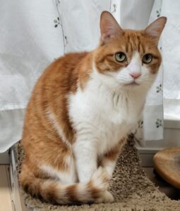 「尼崎市」きんたちゃん、ろくくん、さんくん( ・`ω・´)