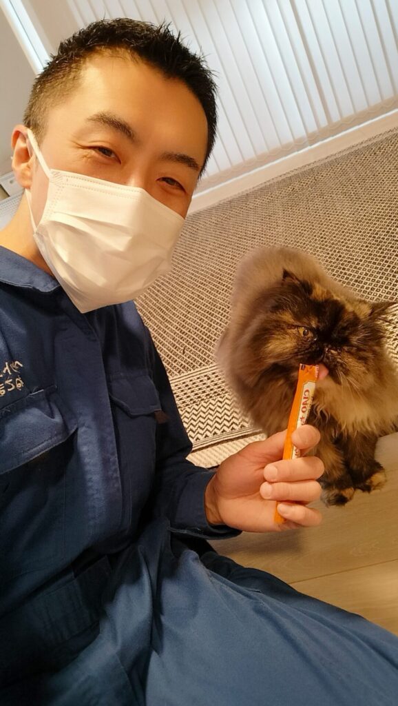 新宿区 お得意様 お鼻タッチでご挨拶 エキゾチックロングヘアちゃん お世話レポート🐈