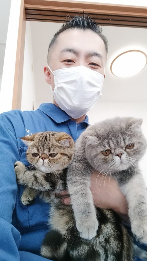 中野区 お得意様 2匹の生後5カ月になる愛くるしい〜エキゾチックショートヘアちゃん お世話レポート🐈