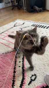 😺ジャンプ、ジャンプ😺