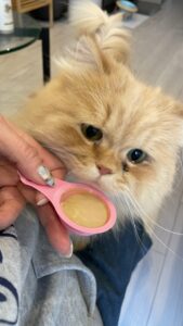 😺かわいい声💕