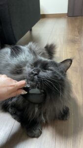 😺玄関がお気に入り😆