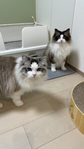 😺積極的猫さん&遠慮猫さん😺