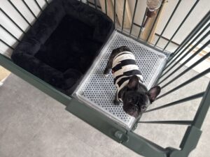 【犬のペットシッター八王子】ドムくんのお世話の様子