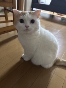 【猫のペットシッター八王子】たれ・しおちゃんのお世話の様子