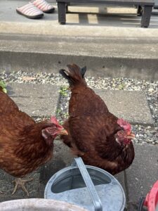 【鶏のペットシッター八王子】ピヨちゃん達のお世話の様子
