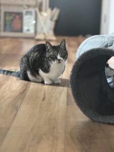 【猫のペットシッター八王子】ひよりちゃんのお世話の様子