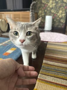 【猫のペットシッター八王子】姫ちゃんのお世話の様子