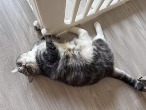 【キャットシッター八王子】マンチカンのお世話の様子