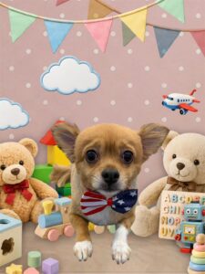 【犬のトリミング代行】チワワのハナちゃんサマーカットしてもらいました