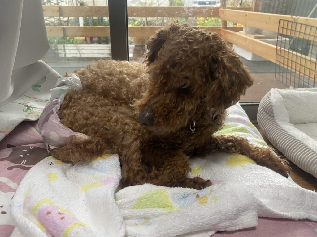 【シニア犬 豊橋市】ふくちゃん お世話の様子🐶