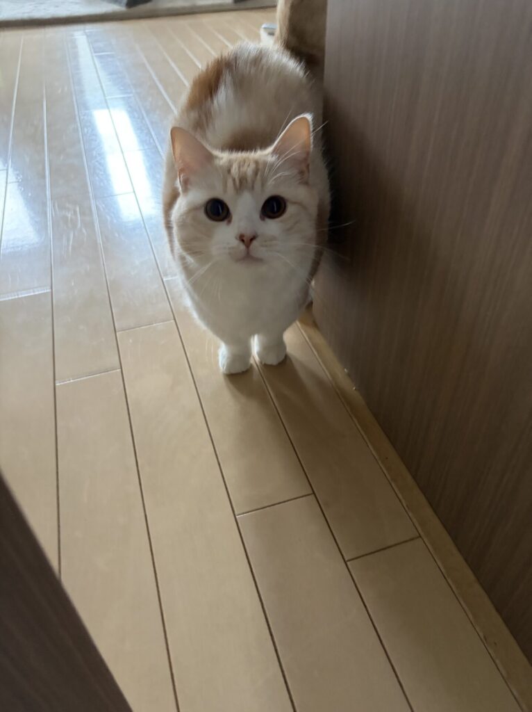 【八千代市・猫】ラテくんのお世話報告