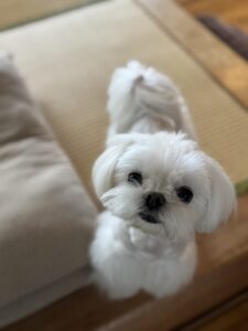 【犬のペットシッター】ダーシちゃんのお世話の様子