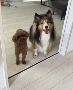 【犬のペットシッター八王子】ティーネルちゃんのお世話の様子