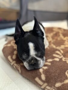 【犬の介護 八王子】犬の介護の様子