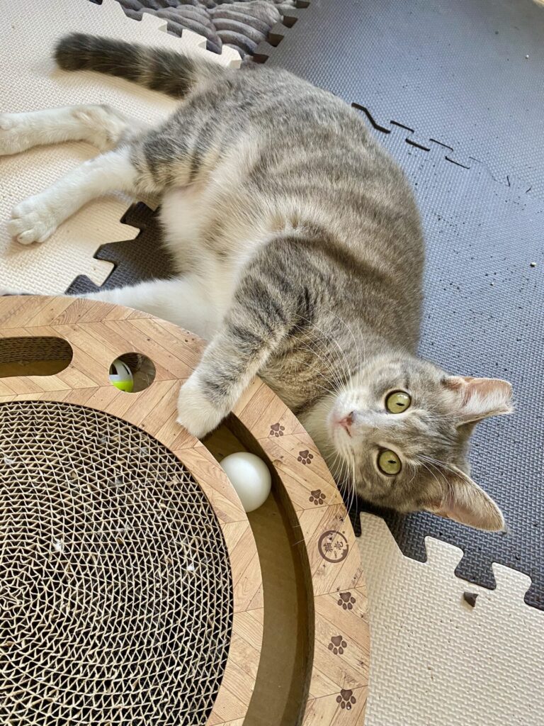 【猫のお世話 豊橋市】マロくん🐱メロちゃん🐱お世話の様子