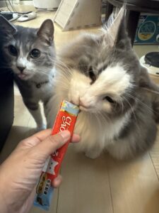 【猫のペットシッター八王子】3匹の猫ちゃんたちのお世話