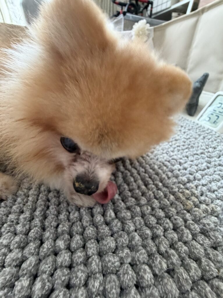 【船橋市・犬】ぷぅ助くん、チャチャくんのお世話報告