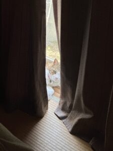 【猫のペットシッター八王子】ブラウンちゃん達のお世話の様子