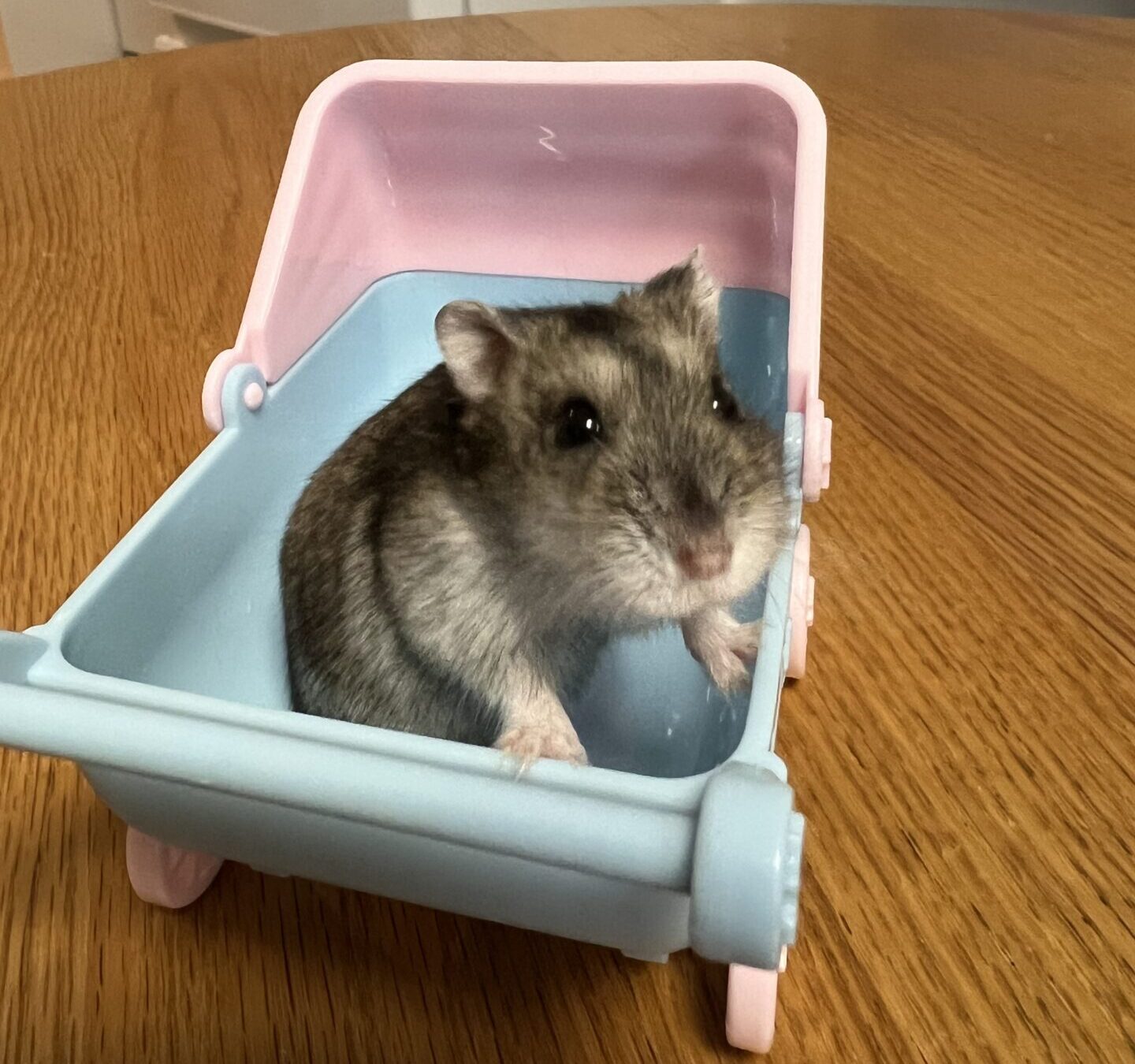 くりよせちゃん　あんころもち君　ショートコースリピートのご依頼♪