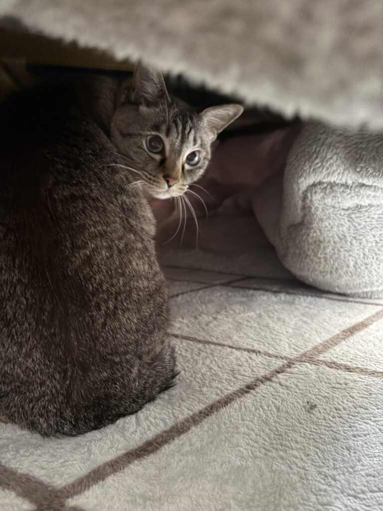【八千代市・猫】きぬたんくん、しずくちゃんのお世話報告