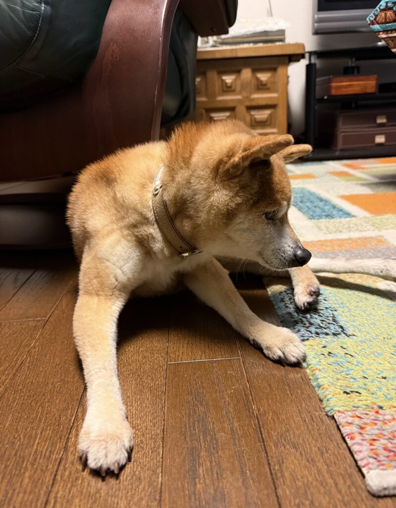 ペットシッター　箕面市　柴犬　さくらちゃん