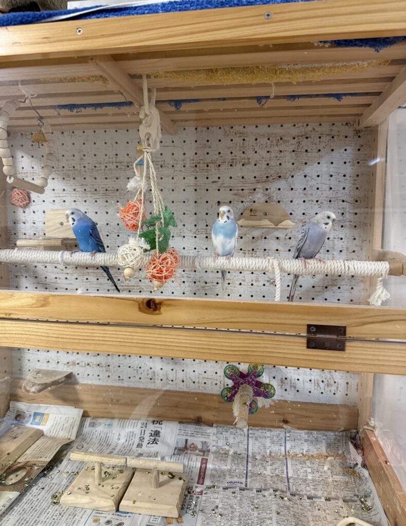 ペットシッター　茨木市　セキセイインコのテレサちゃん、カロンちゃん、ジュゲムちゃん　オカメインコのチノちゃん　文鳥のパモちゃん