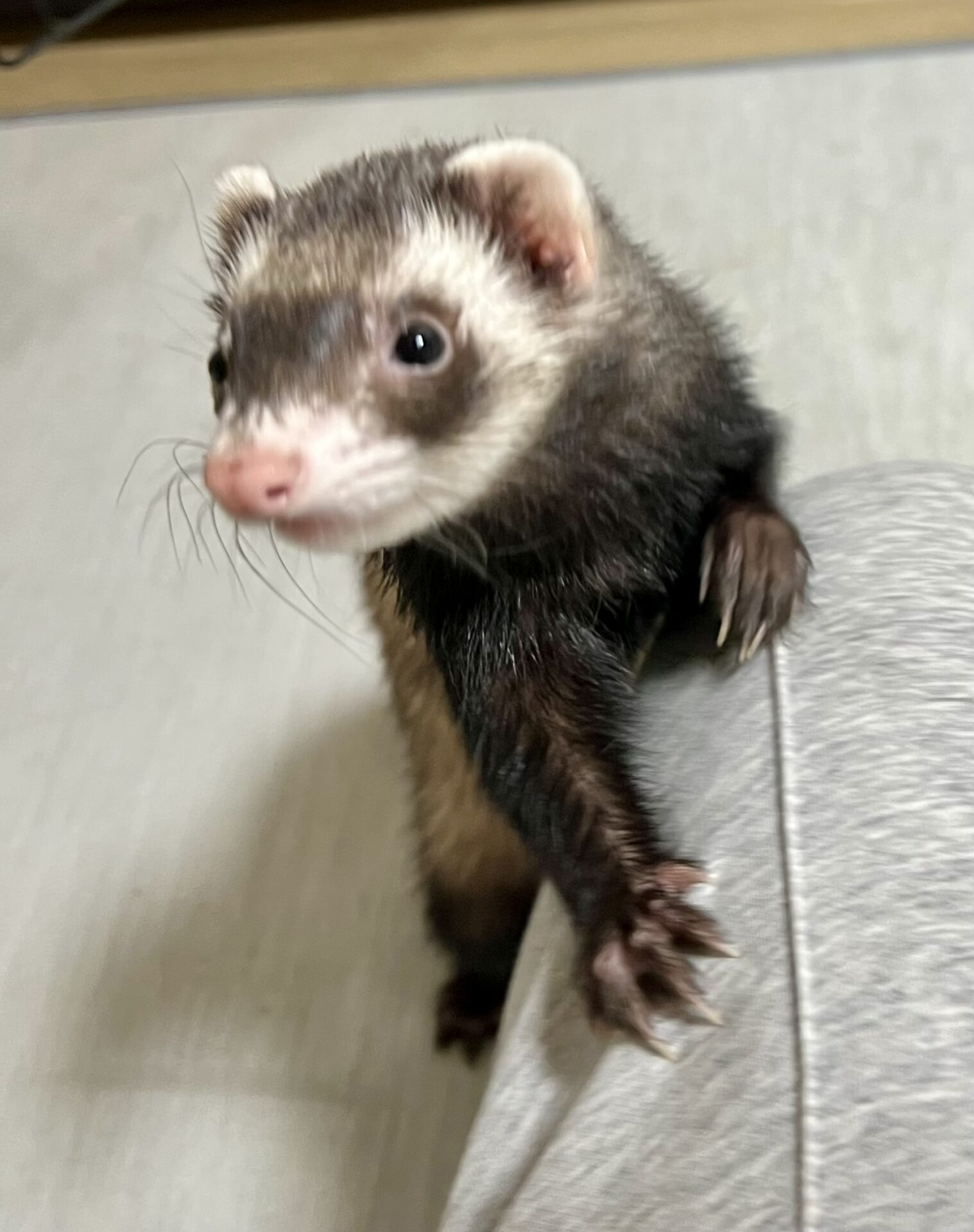 わさび君　シュガーちゃん　ソルトちゃん　ショートコース　リピートのご依頼♪