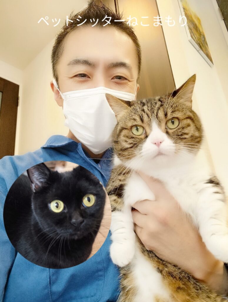 文京区 お得意様 2匹のぷにゅぷにゅマンチカンくん お世話レポート🐈