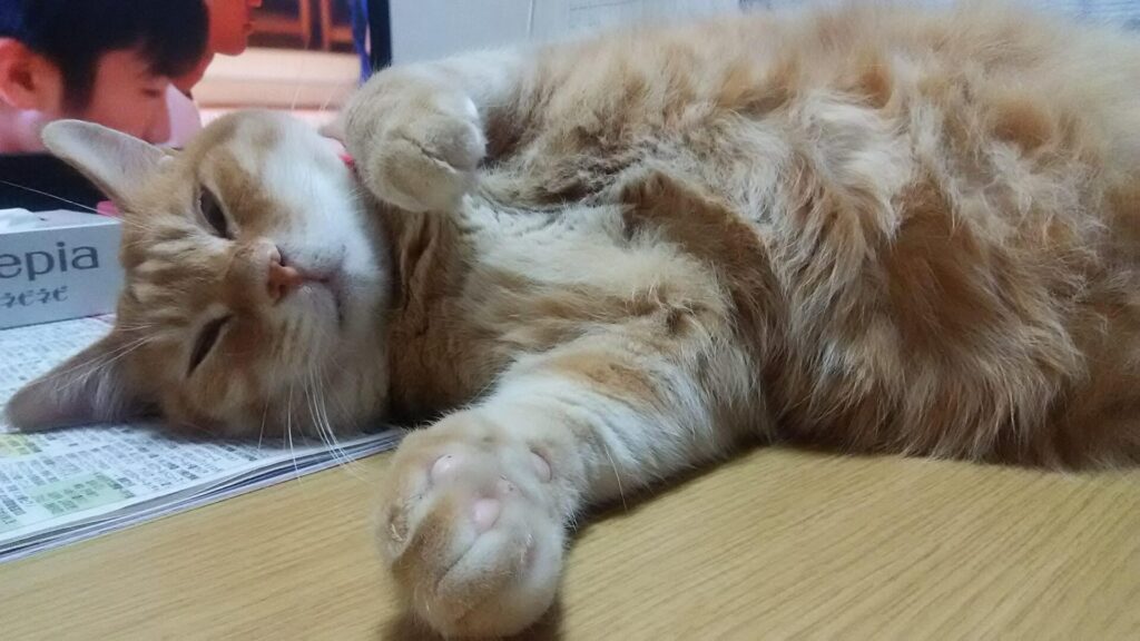 寅次郎🐯の思い出⑦