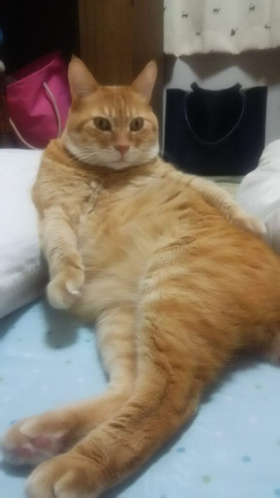 寅次郎🐯の思い出⑤