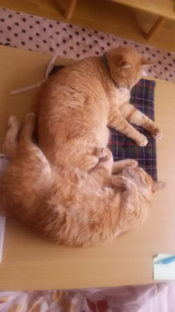寅次郎🐯の思い出④