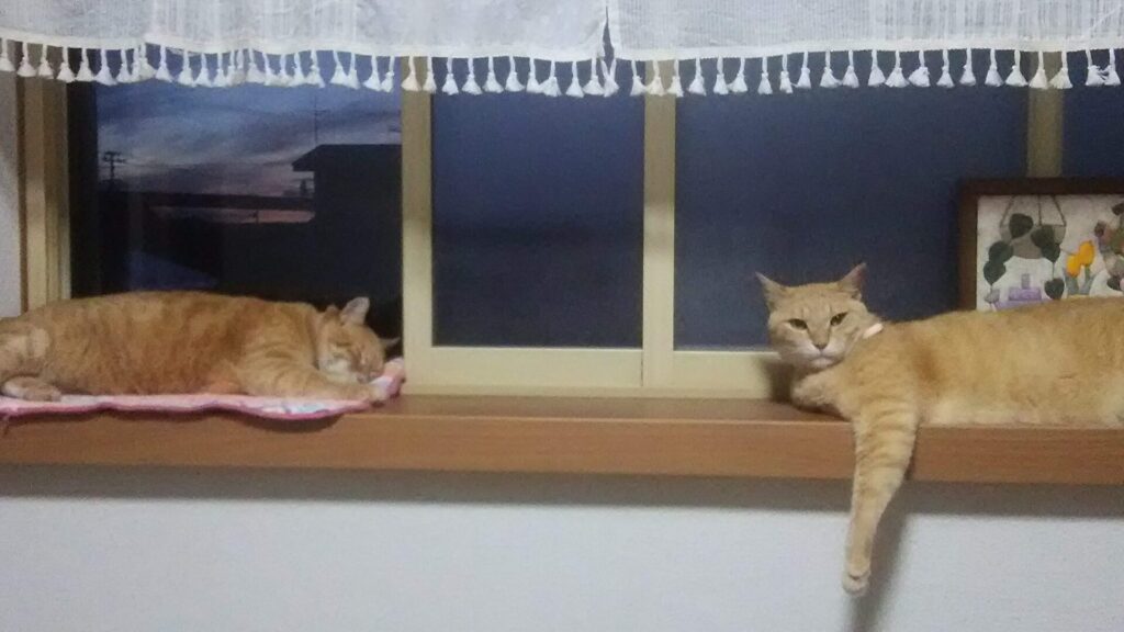 寅次郎🐯の思い出②